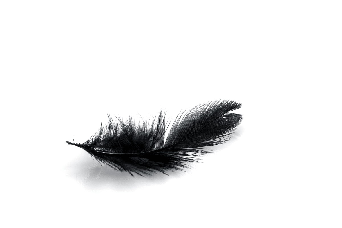 Découvrir la signification unique et profonde d'une plume noire