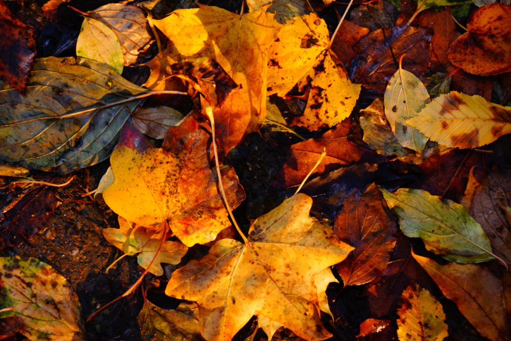 Jardin : voici pourquoi il est déconseillé de mettre vos feuilles mortes au compost en automne